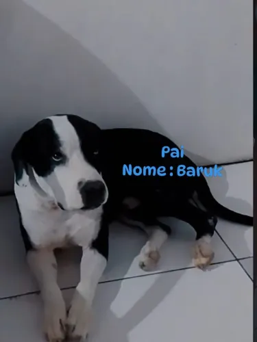 FILHOTES DE PITBULL