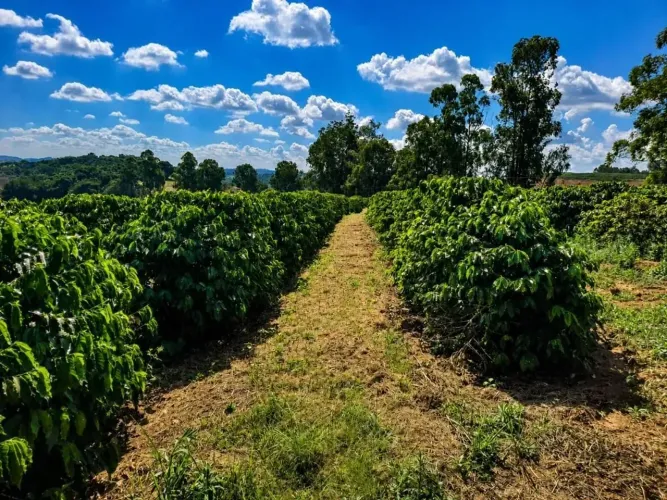 ISÍTIO À VENDA EM SILVIANÓPOLIS/MG  24 HECTARES