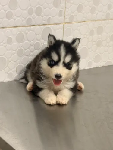 Filhote de Husky Siberiano Wooly Fêmea