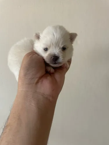 Lulu da pomerania macho