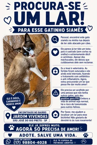 Doa-se gato siamês 