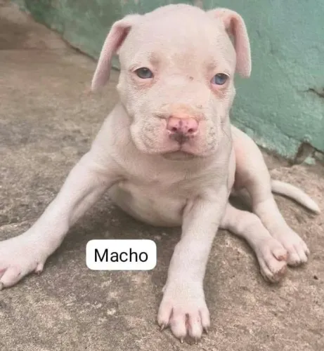 Vende-se filhote de pitbull puro