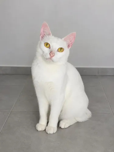 Adoção gatinha