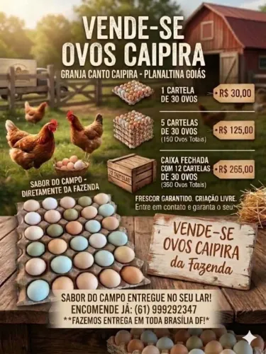 CAIXA DE OVOS CAIPIRA