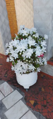 MUDA DE AZALÉIA BRANCA COM ROSA PLANTADA NO VASO DE CIMENTO 