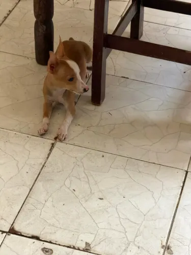 Filhote de Pinscher N° 1 com 4 meses