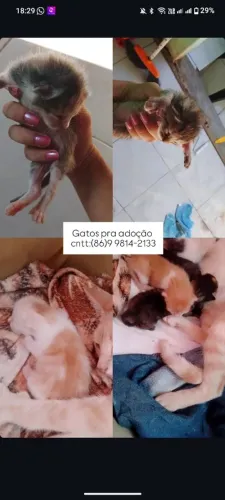 Gatos para adoção 