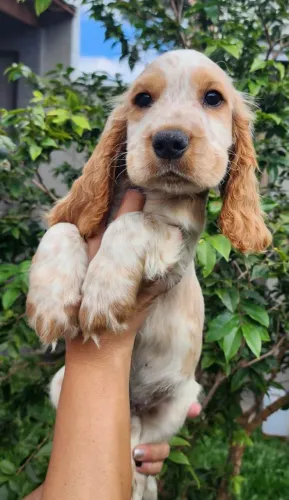 Cocker - Machos e Fêmeas a Disponíveis! 