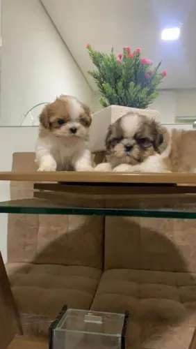 Shih Tzu brincalhão