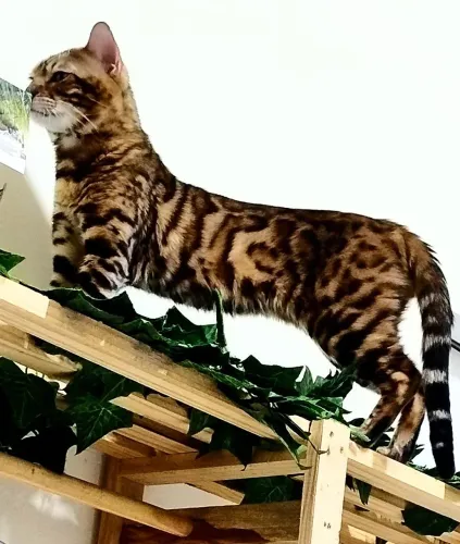 Gato bengal para namoro