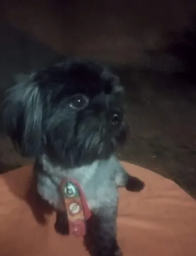 Reserva de filhote da raça Lhasa Apso Machos
