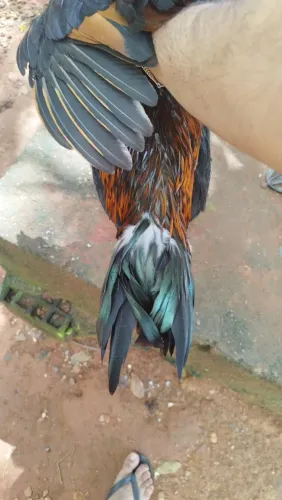Galinhas índias 
