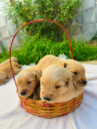 Filhotes de Golden Retriever