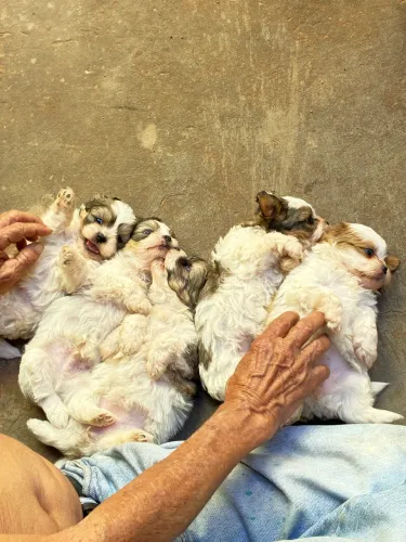 Filhotes de Lhasa apso 