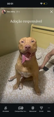 Pitbul