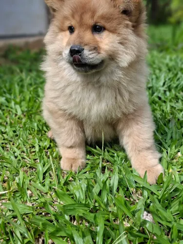 Chow chow lindo e charmoso