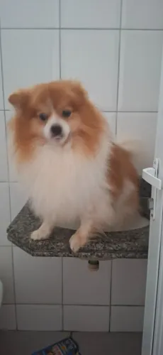 Cachorro