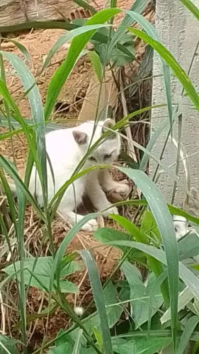 Gatinhos para adoção