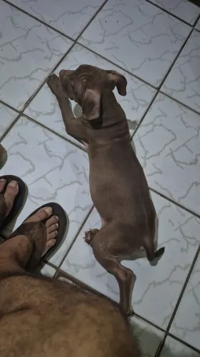 Vendo filhote de pitmonster 4 meses