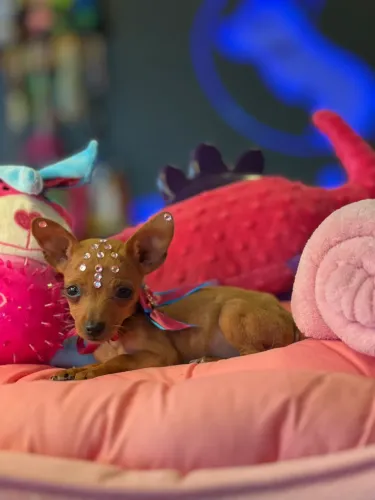 Pinscher 0 macho e fêmea 