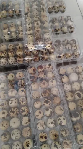 Ovos férteis de codornas gigantes 