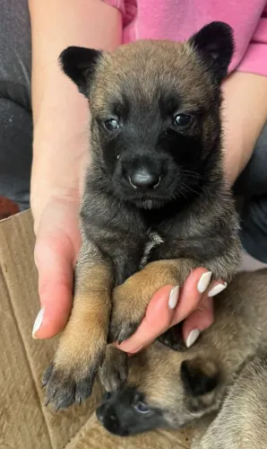 Pastor Belga Malinois filhotes 
