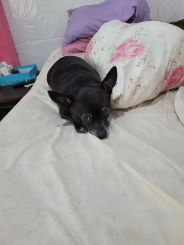 Muito fofo pincher 0 DOAÇÃO  !!!