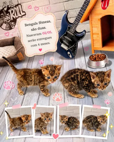 Lindos filhotes de bengal para reserva
