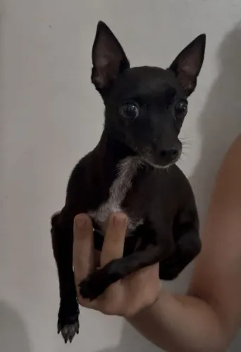 Pinscher fêmea número 1 minúscula