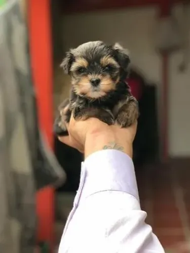 Seu Novo Xodó com Suporte Pós-Venda