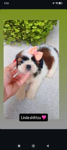 Shih tzu femea