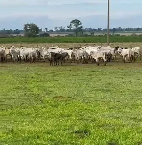 PECUÁRIA - Área Rural 177 Alqueires