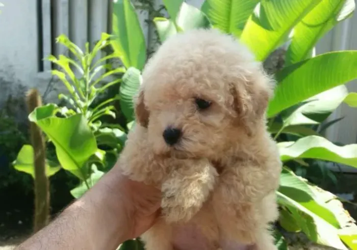 Poodle toy fofinhos