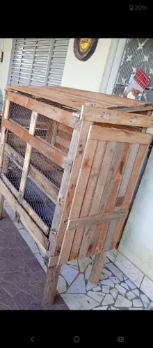 Vendo porquinho da índia