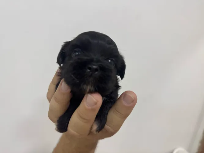 Vendo filhote de shitszu macho 