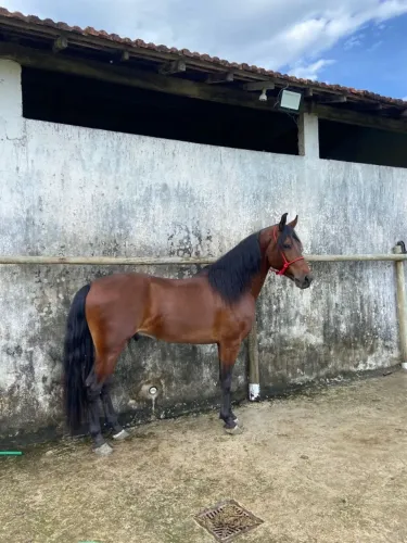 MANGALARGA MARCHADOR