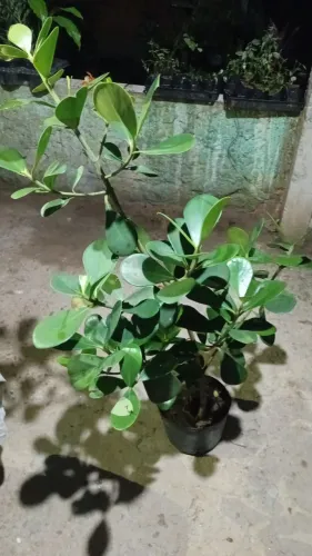 Plantas e jardins 