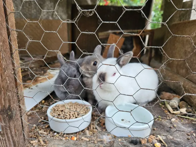 Coelhos anão da raça Netherland