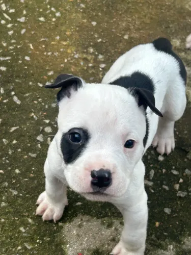American Bully Fêmea 