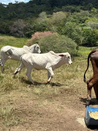 Bezerros