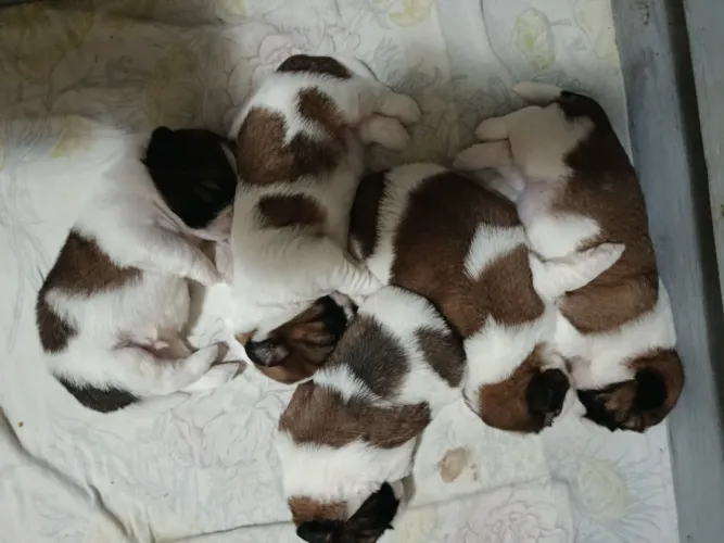 Lindo filhotes de shitzu pegue um filhote para fazer parte do seu lar zap *