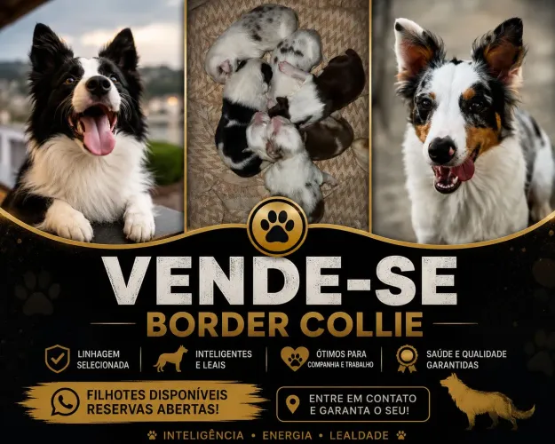 Filhotes Border Collie 