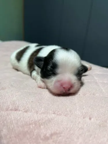 Vendo cachorro shit-zu macho ( puro )