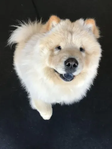 Chow Chow Um anjinho de quatro patas esperando um lar
