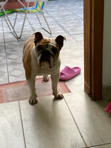 Bulldog inglês 
