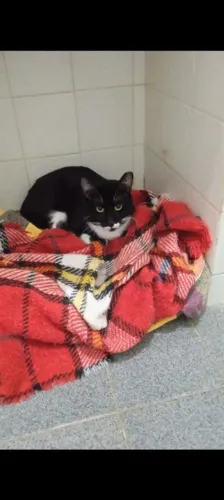 Gato adulto tranquilo para adoçao responsável