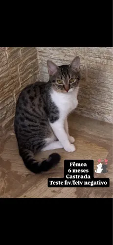 Gata para adoção