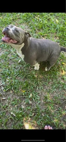 American Bully 
