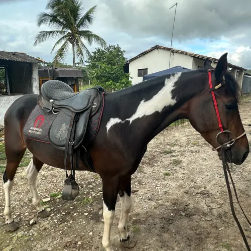 Cavalo mangalarga 