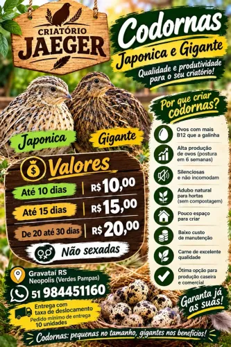 Codornas 